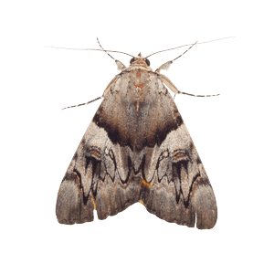 Moth Control Brighton Moth Control Brighton