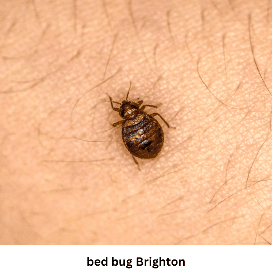 Bed Bug Control Brighton Bed Bug Control Brighton